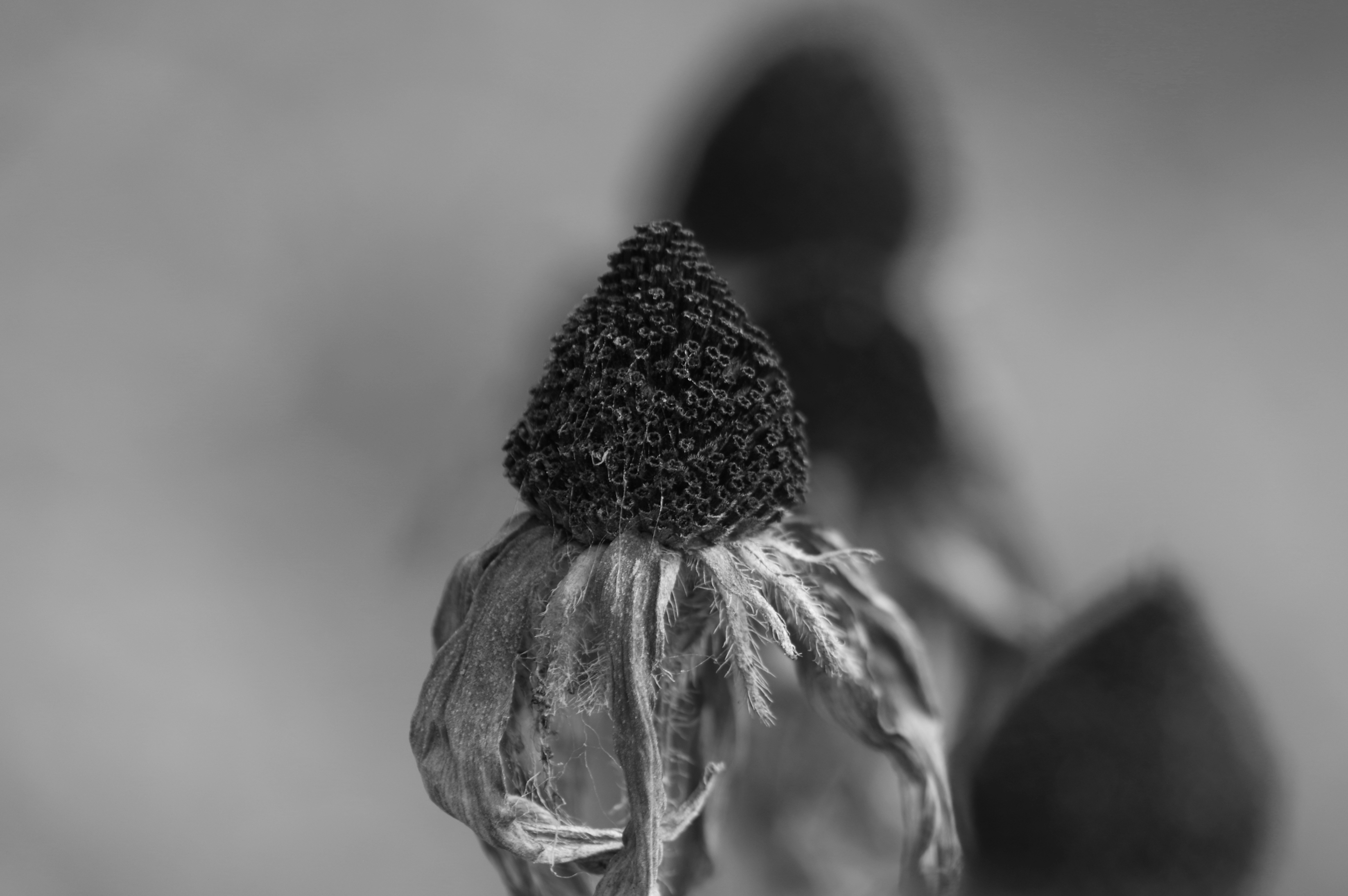 a black and white photo of a flower