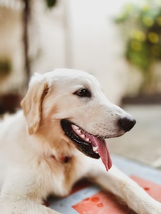A happy working dog resting comfortably after exercise, showcasing recovery and energy.