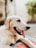 A joyful golden retriever resting comfortably inside a spacious pet cage outdoors.