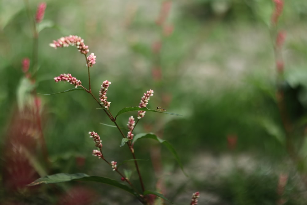 a close up of a plant with pink flowers