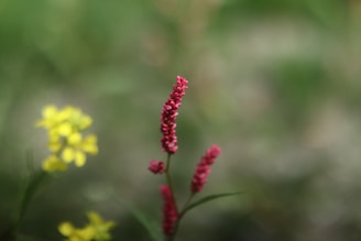 A close-up of vibrant wildflowers in soft pink and yellow hues.