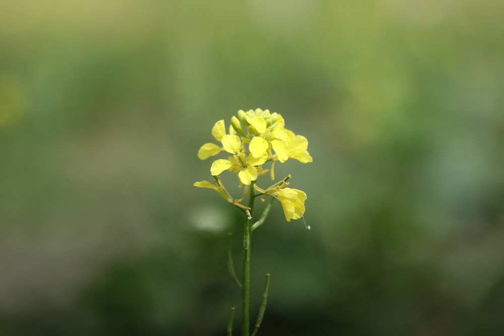 eine kleine gelbe Blume mit verschwommenem Hintergrund