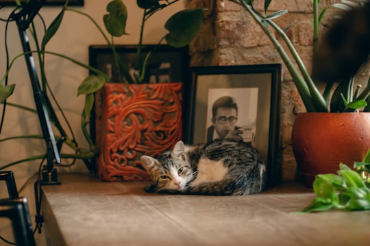 A warm family scene with pets lounging on beige furniture surrounded by green plants and wooden accents.