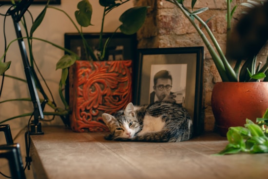 A cozy setting featuring a tabby cat curled up on a wooden surface, surrounded by leafy green plants and picture frames. The background includes a brick wall, a decorative red vase with intricate patterns, and a black-and-white photograph. The scene conveys a sense of warmth and comfort.