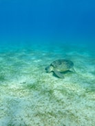 A sea turtle rests on the sandy ocean floor, surrounded by patches of seagrass. The clear blue water provides a serene backdrop, creating a peaceful underwater scene.