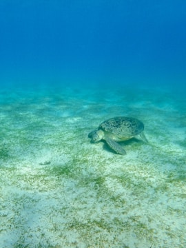 A sea turtle rests on the sandy ocean floor, surrounded by patches of seagrass. The clear blue water provides a serene backdrop, creating a peaceful underwater scene.