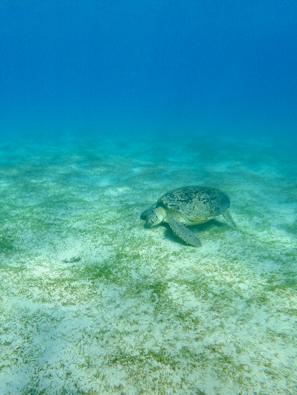 a turtle swimming in the ocean on a sunny day