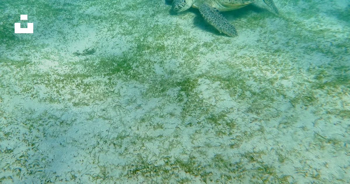 Sea Turtle Rode A turtle swimming in the ocean on a sunny day photo – Free Rode zee ...