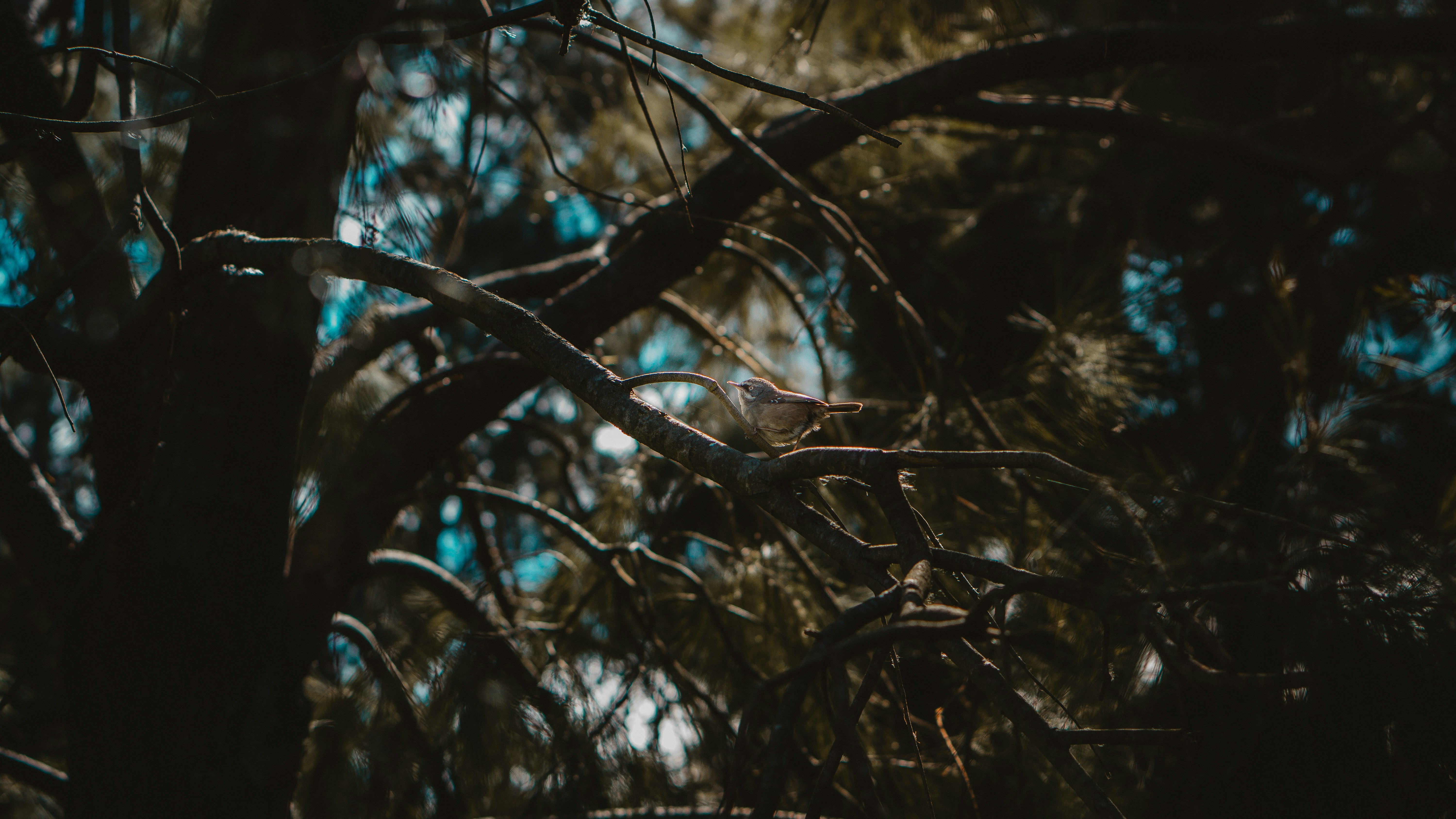 Photo by bhuwan_bansal