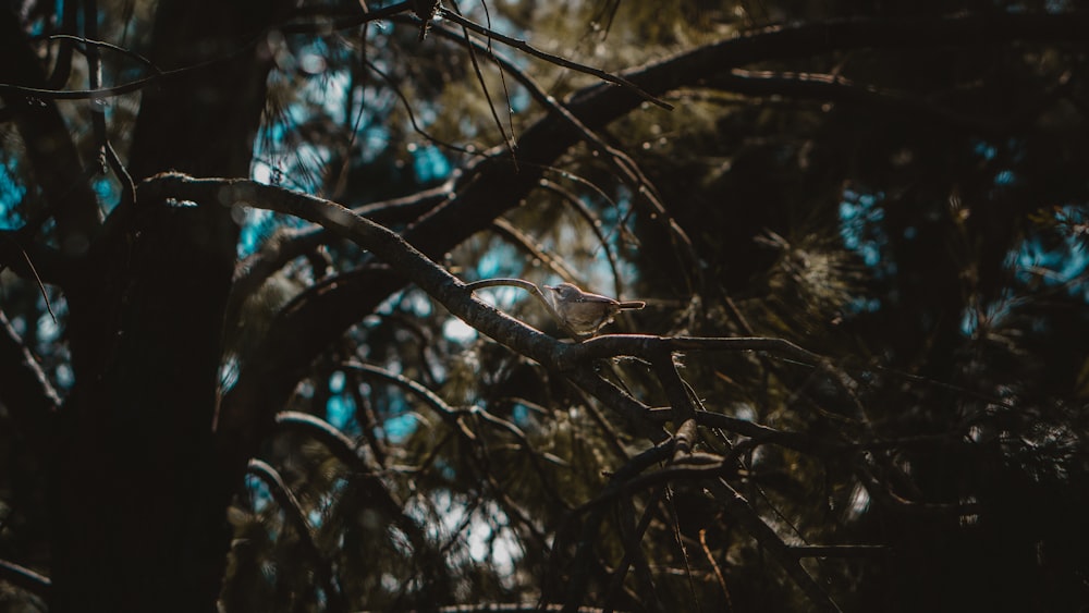 a bird sitting on a branch of a tree