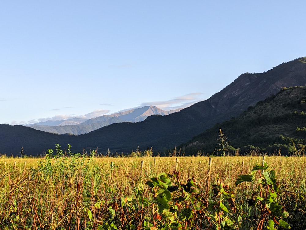 a grassy field with mountains in the background