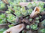 Close-up of hardy sedum species thriving on a sloped green roof.