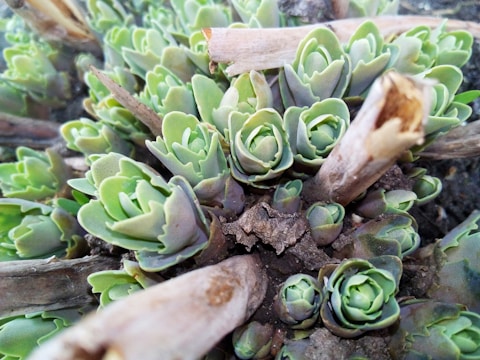 Close-up of hardy sedum species thriving on a sloped green roof.