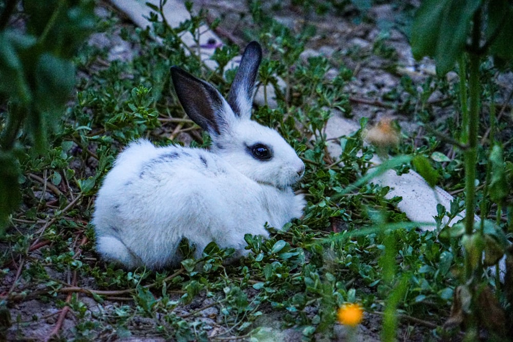 a small white rabbit sitting in the grass