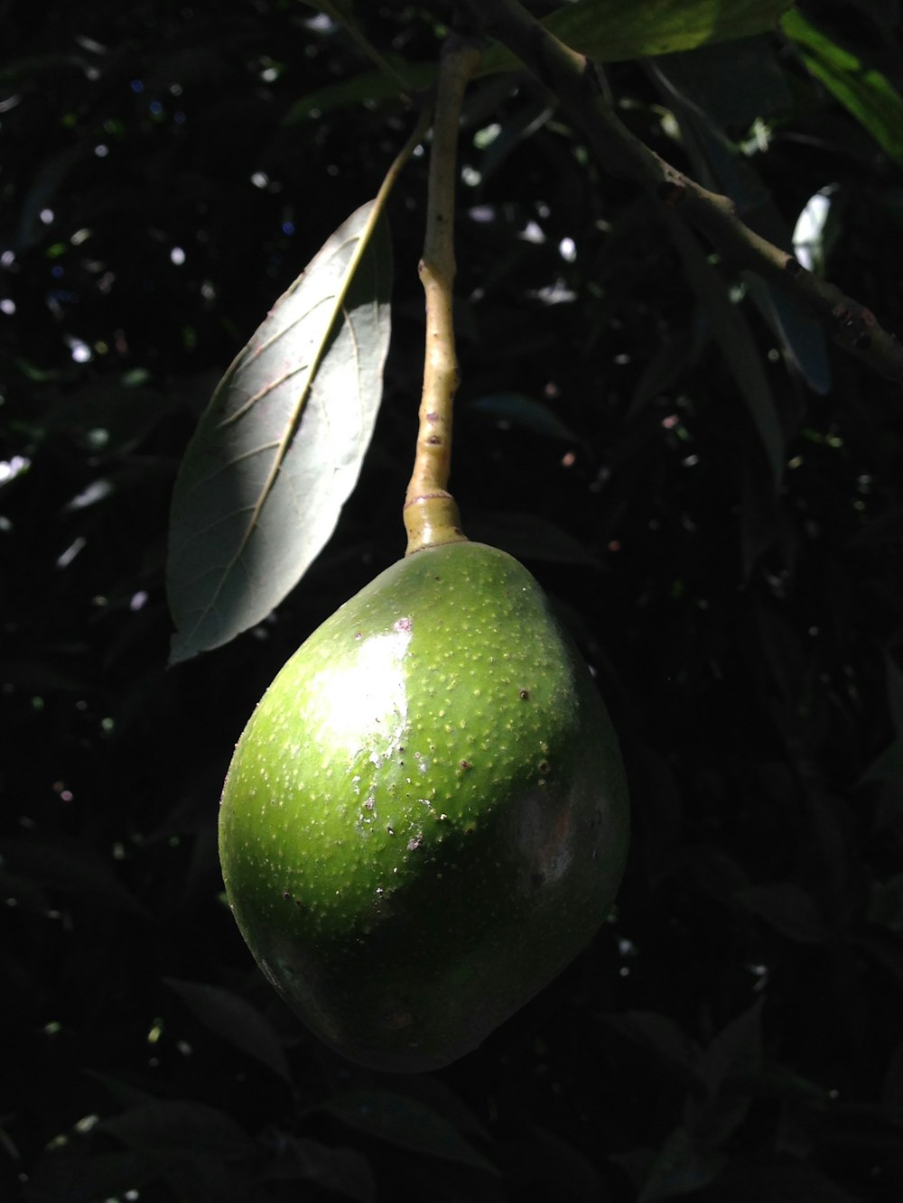 a green fruit hanging from a tree branch