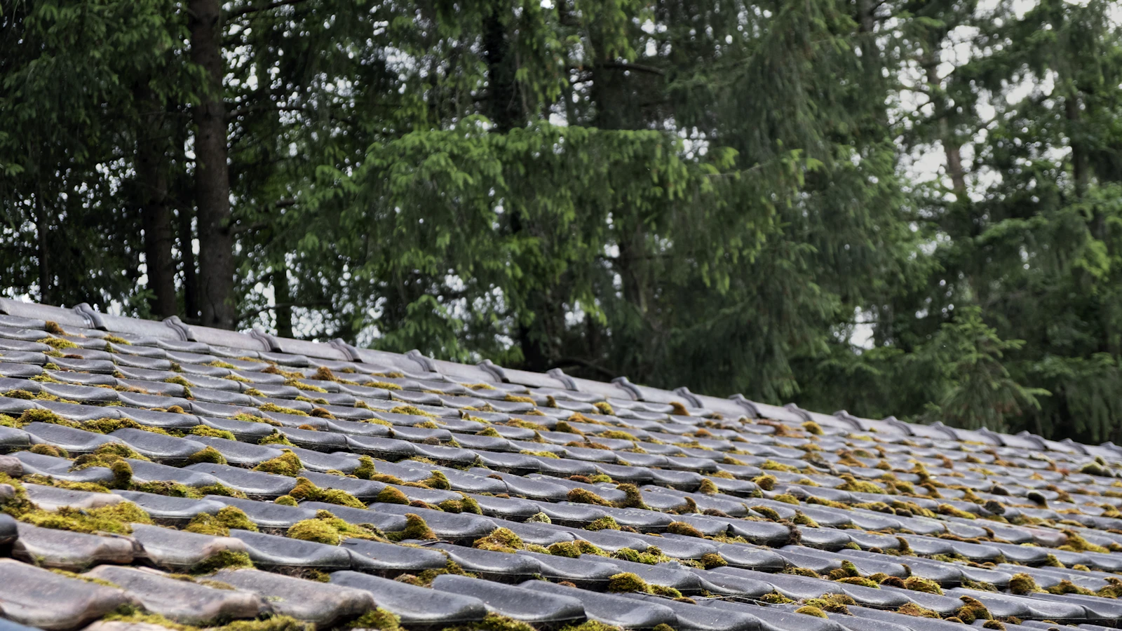 moss-streaked roof tiles