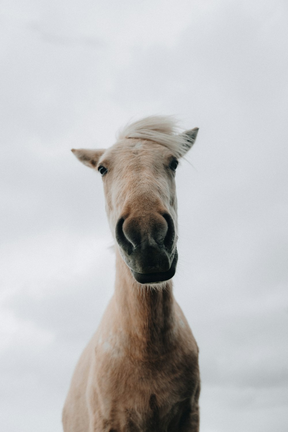 a brown horse standing on top of a grass covered field