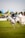A person wearing a riding outfit, including a helmet, is riding a white horse at an equestrian event. The horse is in motion, suggesting a competitive setting. In the background, there are various tents and banners, indicating an outdoor event with spectators.