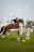 A horse with a rider is in mid-air, jumping over an obstacle in an outdoor equestrian event. The rider wears a helmet and formal riding attire. The setting includes a grassy field and various flags in the background, indicating a competitive environment.