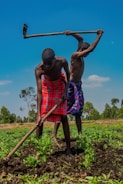 Two people are working in a field, using hoes to cultivate the soil. They are dressed in colorful, patterned garments, and the landscape around them features rows of plants and scattered trees under a clear blue sky. The scene suggests agricultural activity.