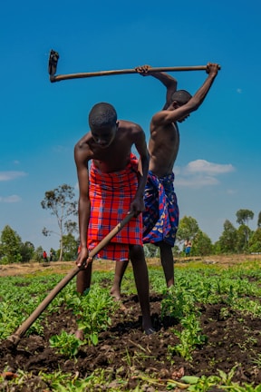 Two people are working in a field, using hoes to cultivate the soil. They are dressed in colorful, patterned garments, and the landscape around them features rows of plants and scattered trees under a clear blue sky. The scene suggests agricultural activity.