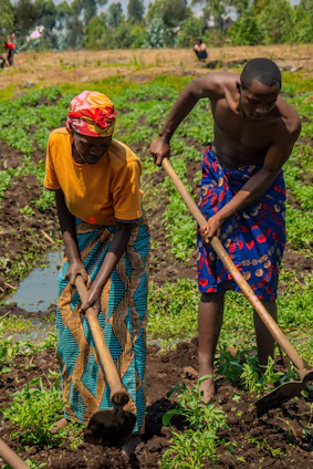 African women farmers collaborating in a lush green field during harvest season.