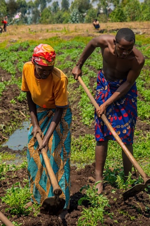 Two people are farming in a field, using hoes to work the soil. They are wearing colorful clothing, with one person in an orange shirt and patterned skirt, and the other in a patterned wrap. A lush green landscape with trees is visible in the background.