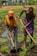 Two people are farming in a field, using hoes to work the soil. They are wearing colorful clothing, with one person in an orange shirt and patterned skirt, and the other in a patterned wrap. A lush green landscape with trees is visible in the background.