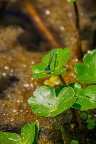 A close-up of a dragonfly nest nestled among green leaves, symbolizing care and stability.