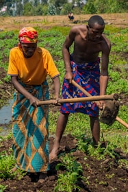 Two people are working together in a field, using hoes to till the soil. They are dressed in bright, colorful clothing. The surrounding area is lush and green, indicating a fertile environment. In the background, another person can be seen sitting down.