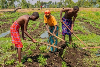 Three people are working together in a field, using hoes to cultivate the soil. They are dressed in colorful traditional clothing, and the field is lush with green plants sprouting from the dark soil. Trees and more agricultural land can be seen in the background.