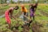 Three people are working together in a field, using hoes to cultivate the soil. They are dressed in colorful traditional clothing, and the field is lush with green plants sprouting from the dark soil. Trees and more agricultural land can be seen in the background.