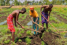 Three people are working together in a field, using hoes to cultivate the soil. They are dressed in colorful traditional clothing, and the field is lush with green plants sprouting from the dark soil. Trees and more agricultural land can be seen in the background.