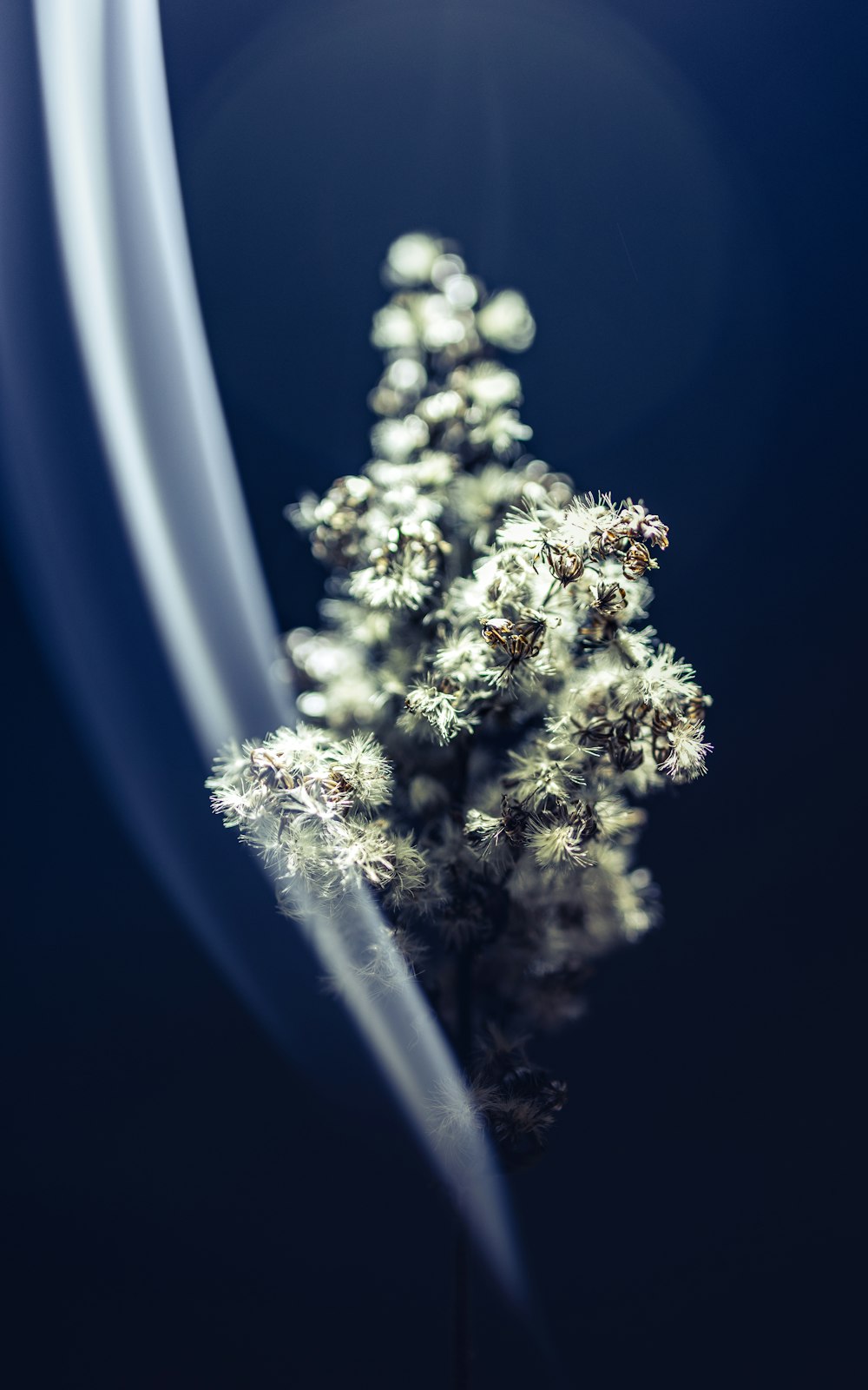 a plant with white flowers in a dark room