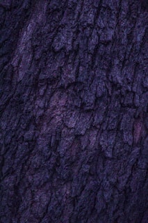 Rough bark texture with deep, rugged grooves and dark purple hues. The surface appears uneven and natural, showcasing intricate patterns formed by the tree's growth.