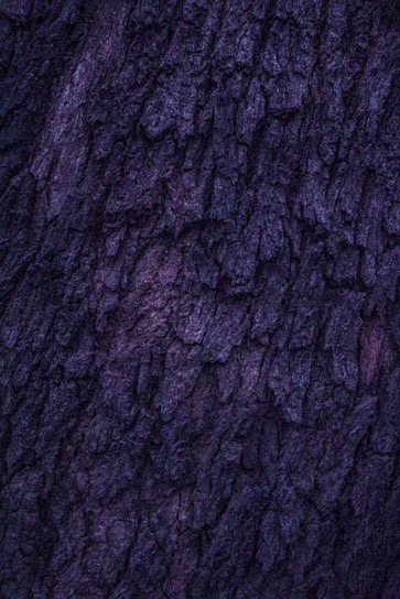 Rough bark texture with deep, rugged grooves and dark purple hues. The surface appears uneven and natural, showcasing intricate patterns formed by the tree's growth.