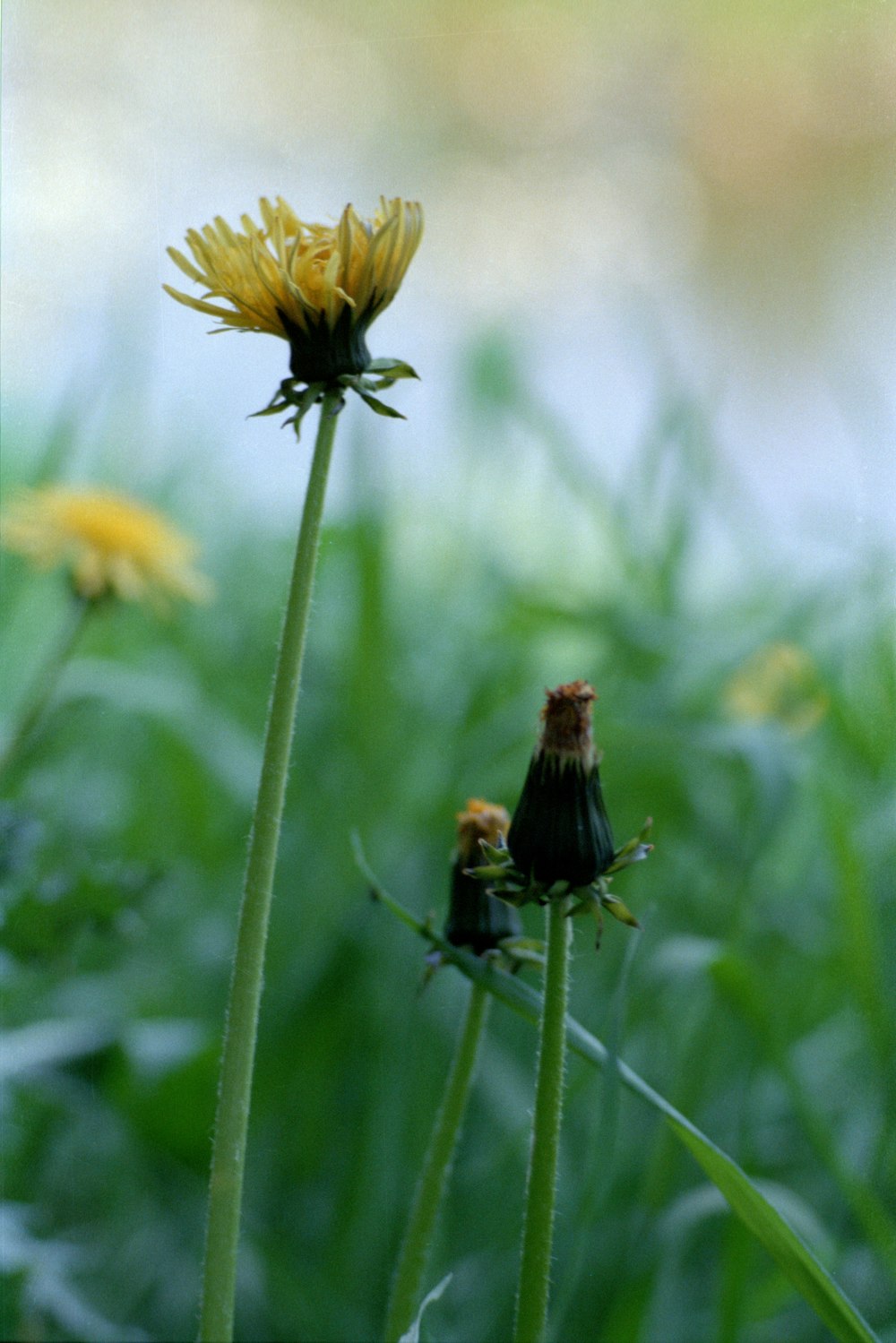 a couple of yellow flowers sitting on top of a lush green field