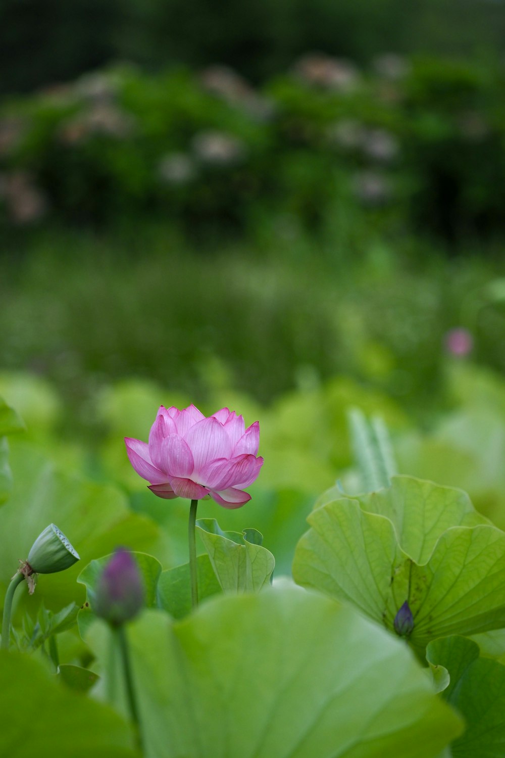 a pink lotus flower in a field of green leaves