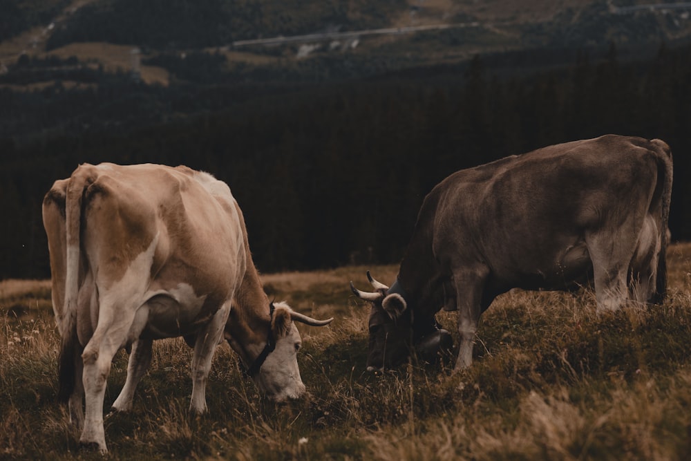 two cows grazing in a field with mountains in the background