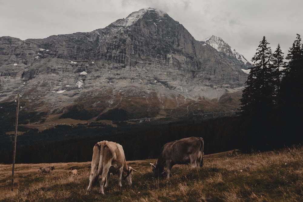 two cows grazing in a field with a mountain in the background