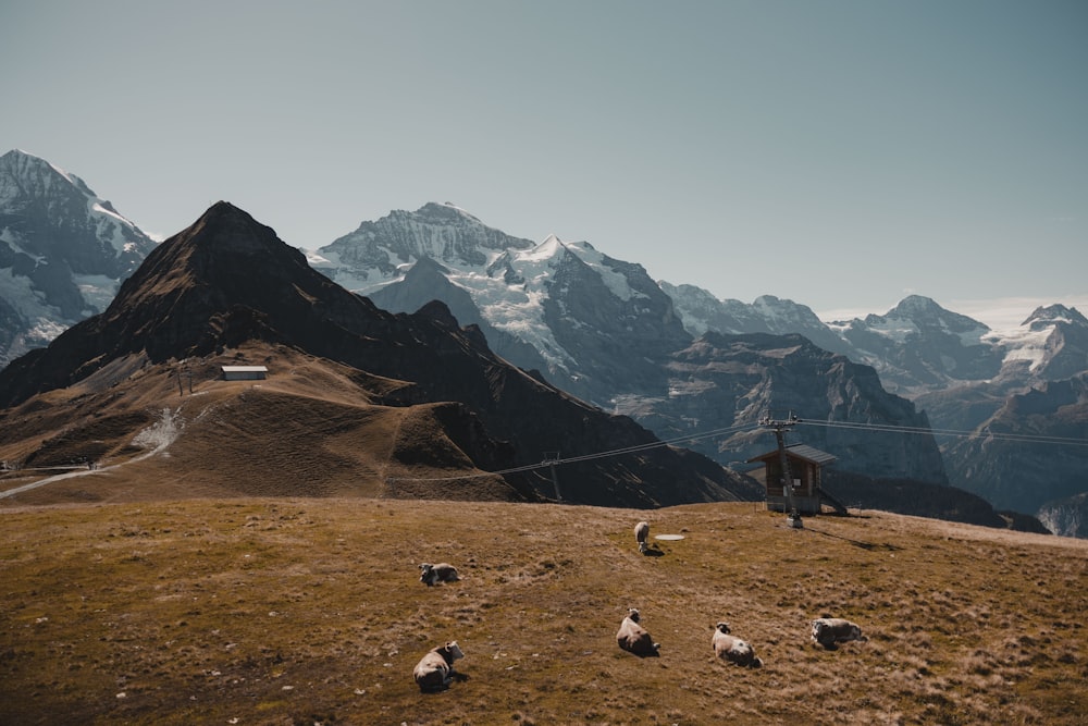 a group of sheep standing on top of a grass covered hillside