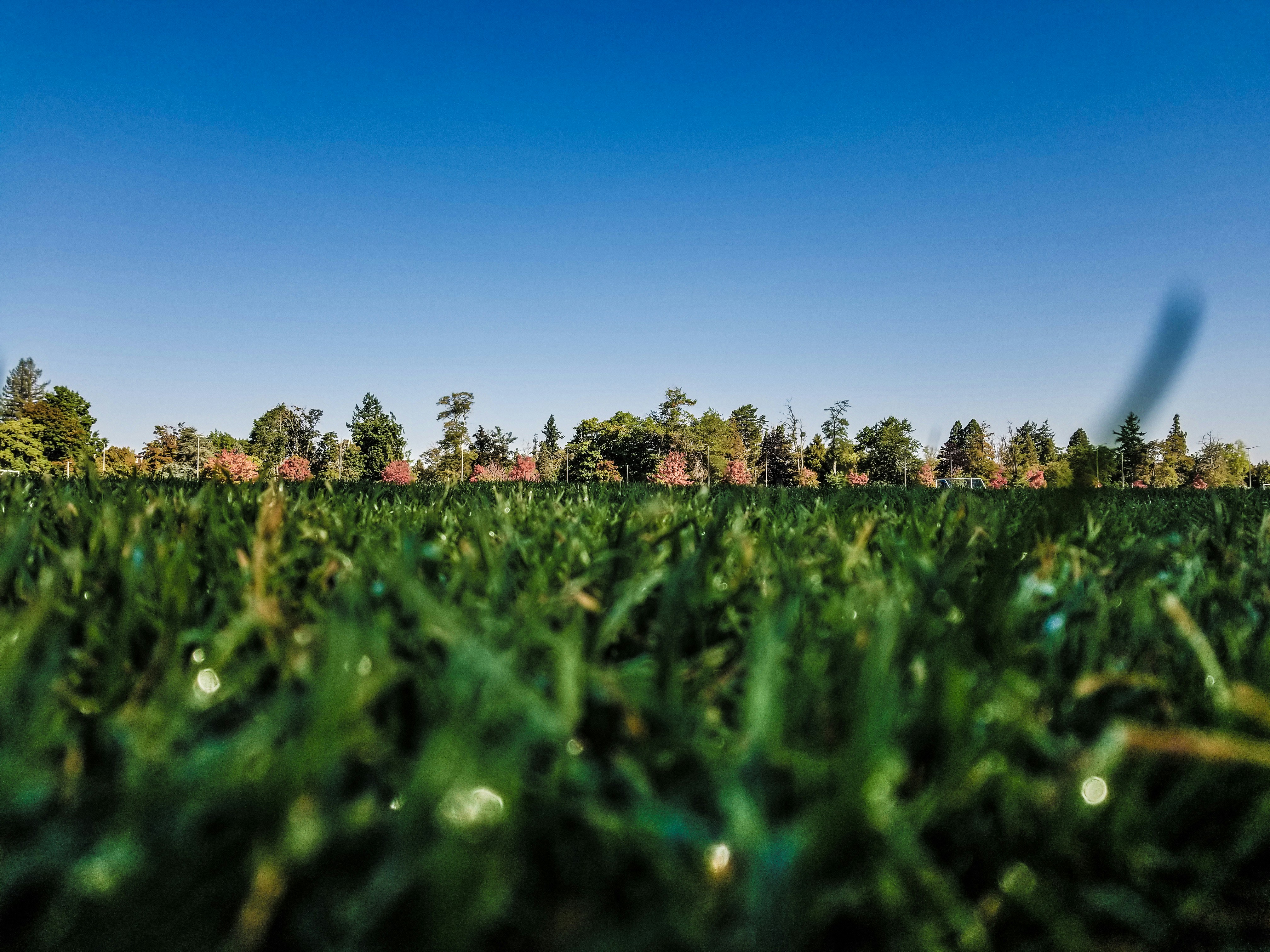 Close look at grass with trees and blue sky