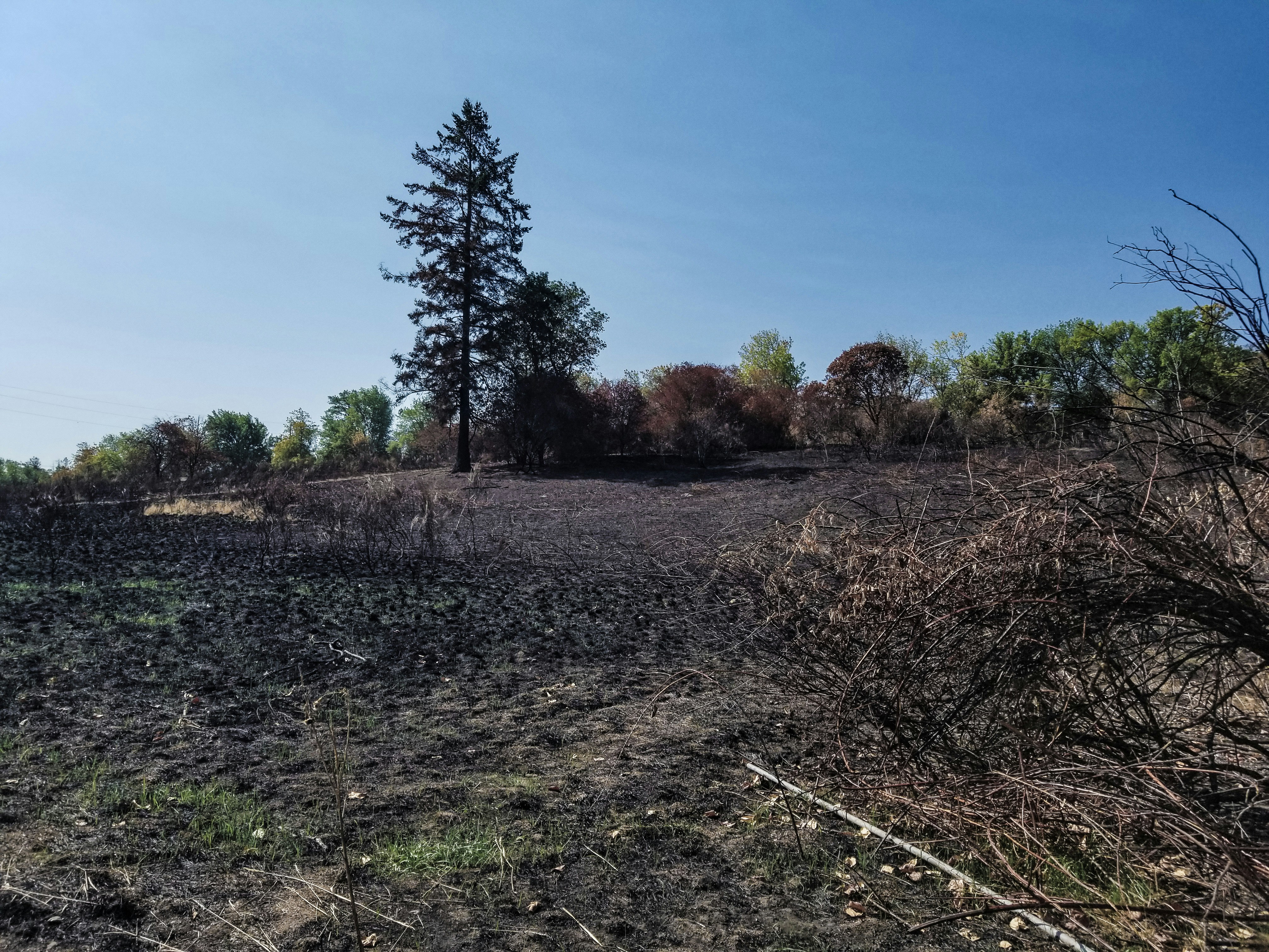 a field that has some trees in it
