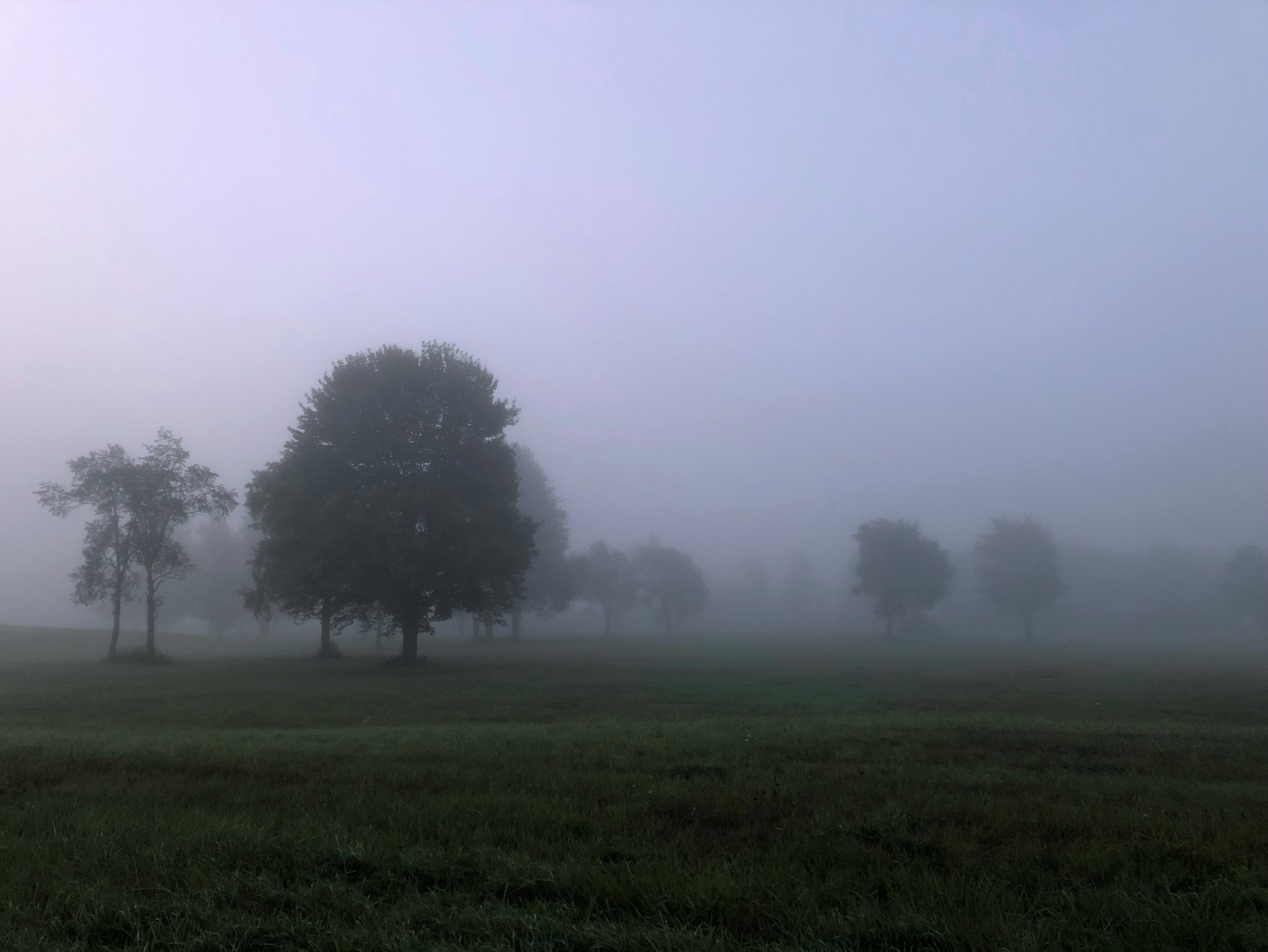 a foggy field with trees in the distance