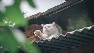 A serene cat resting in a cozy shelter.