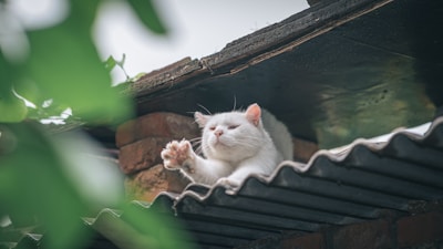 A serene cat resting in a cozy shelter.