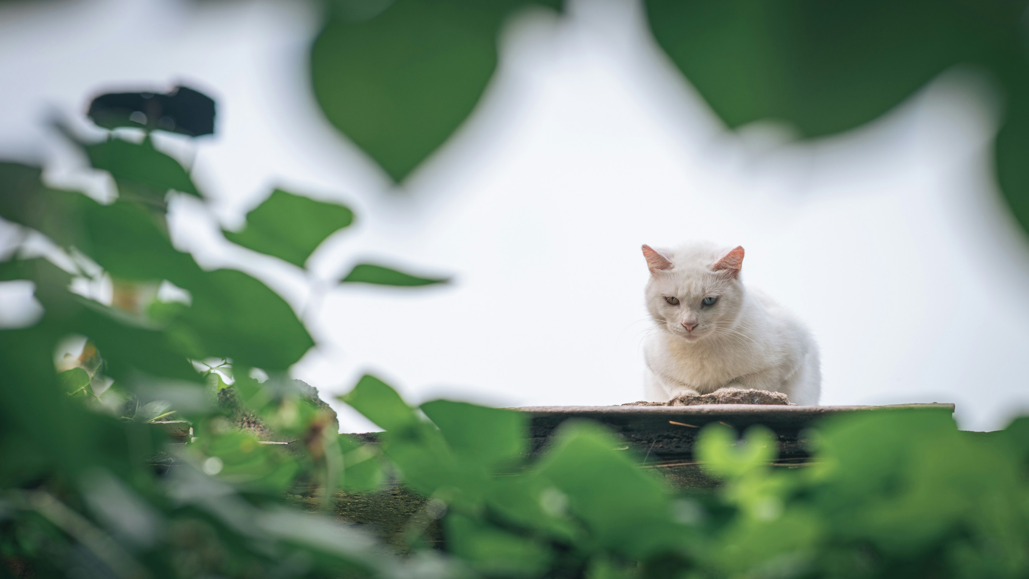 Photo by peek_a_boo_who