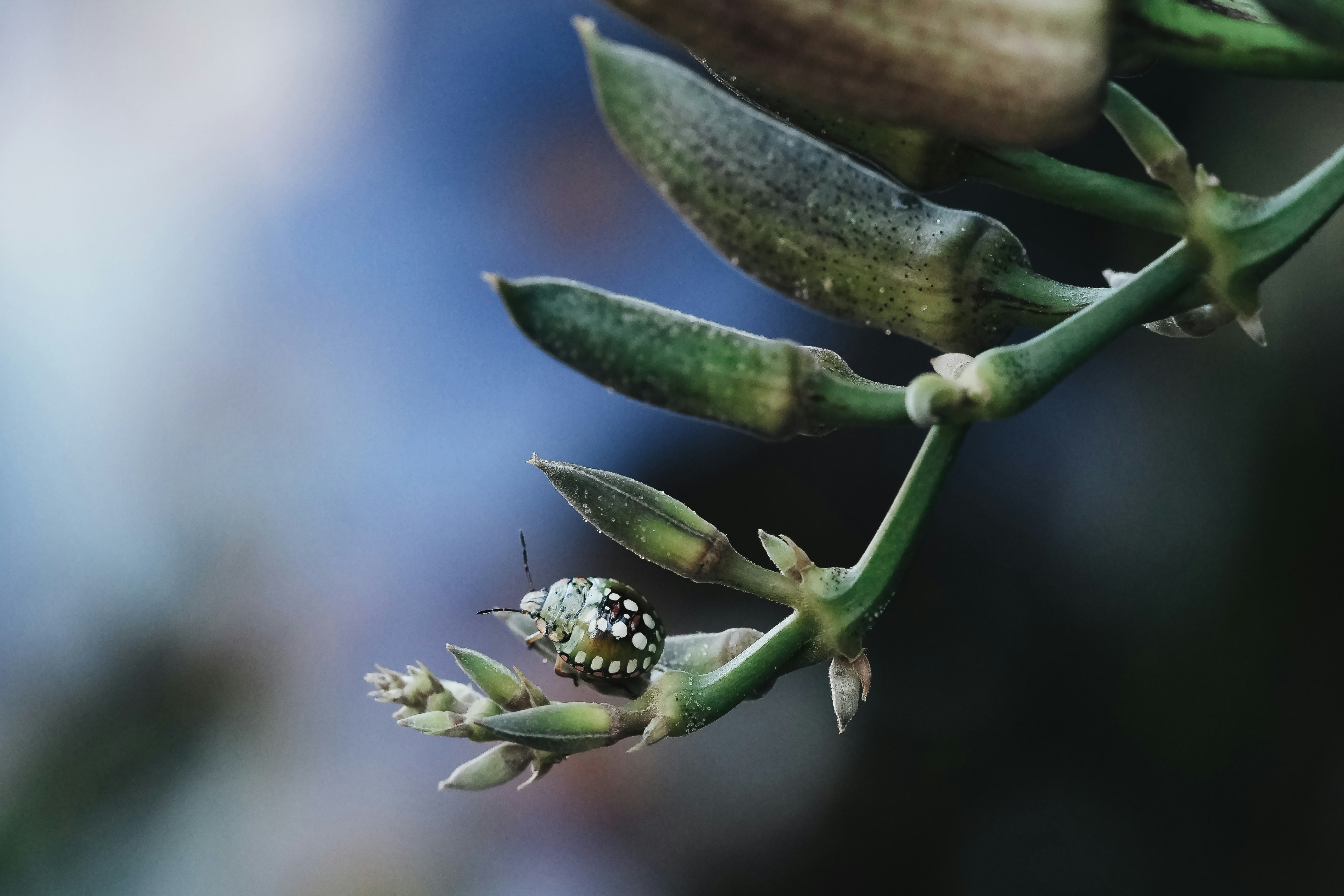 Bengal Trumpet flowers buds and a Nezara viridula larva or green stink bug sitting on it