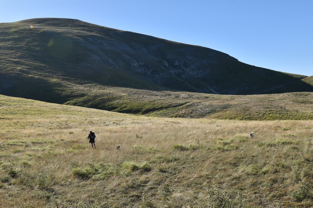 a person walking through a field with a mountain in the background