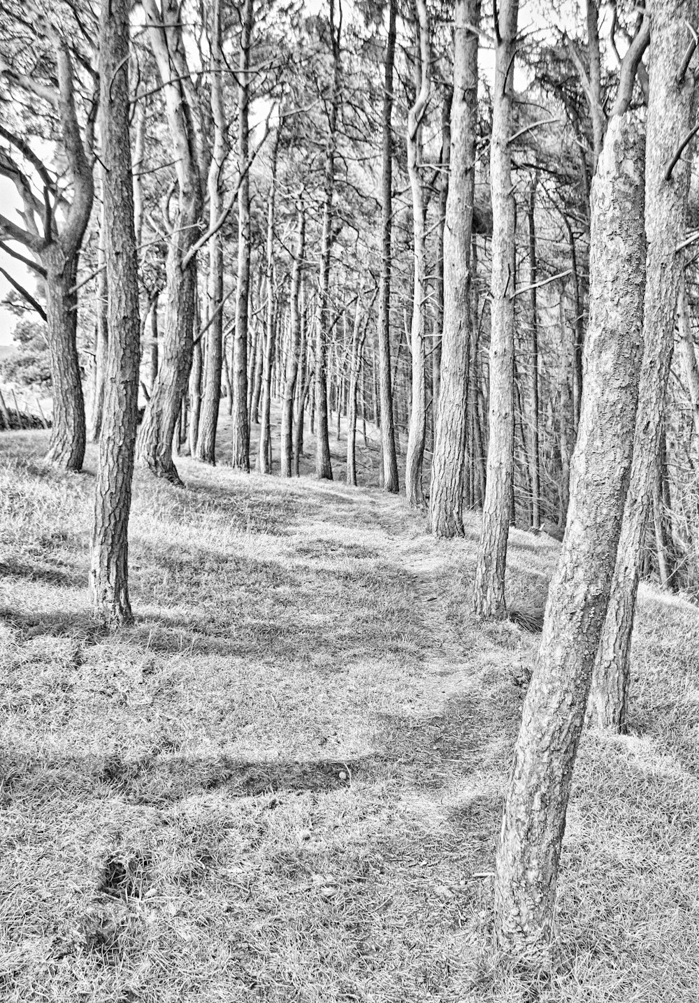 Ein Schwarz-Weiß-Foto von Bäumen in einem Wald